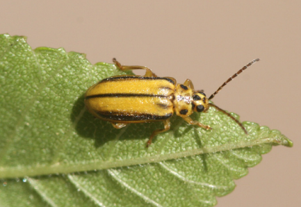 Elm Leaf Beetle - Adult